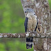 Gray-headed Kite - Photo (c) clicque, some rights reserved (CC BY-NC), uploaded by clicque