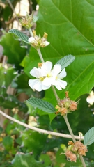 Lippia graveolens