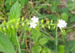 Lippia graveolens