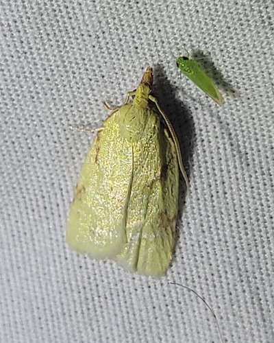 Maple-Basswood Leafroller Moth photo 5