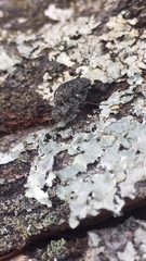 Chrysobothris femorata