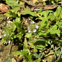 Verbena bracteata