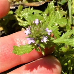 Verbena bracteata