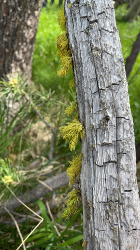 iNaturalist observation photo of wolf lichen