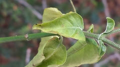 Ecbolium
