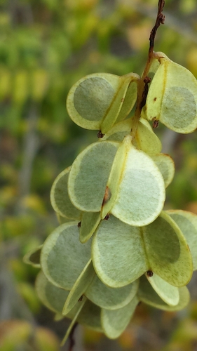 Dioscorea bemarivensis