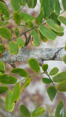Dichrostachys