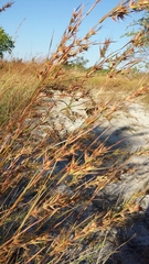 Themeda quadrivalvis image