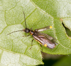 Malthodes marginatus