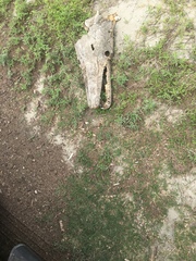 Atractosteus spatula