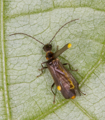 Malthodes marginatus