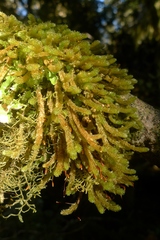 Cladomnion ericoides