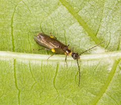 Malthodes marginatus