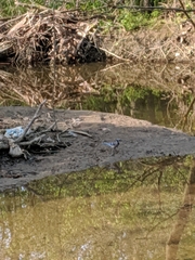 Cyanocitta cristata