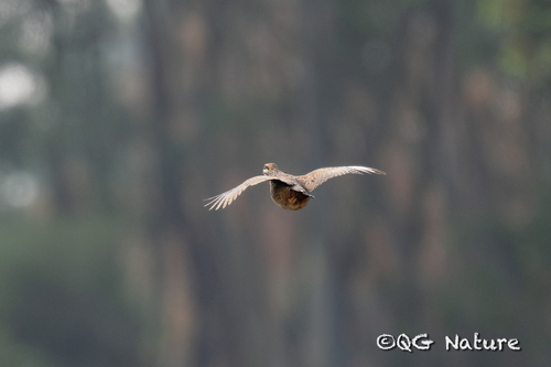 Chinese Francolin (Francolinus pintadeanus), photo 6