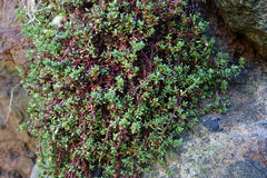 Crassula moschata