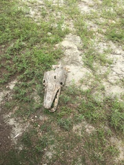 Atractosteus spatula