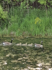 Branta canadensis