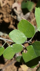 Rhinacanthus