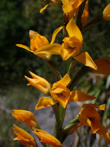 Image of Chloraea chrysantha by (c) Nolan Exe, some rights reserved (CC BY)