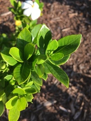 Gardenia jasminoides