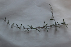 Coprosma linariifolia