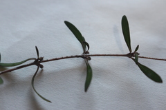 Coprosma linariifolia