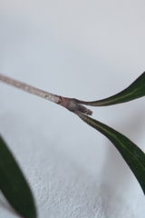 Coprosma linariifolia