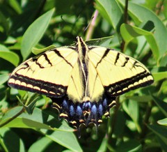 Papilio multicaudata