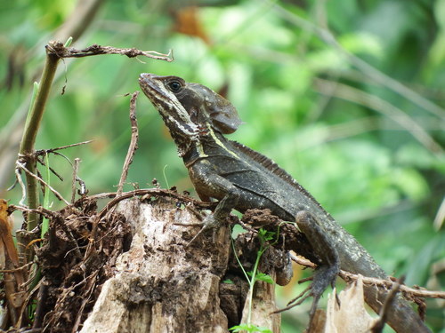 Brown Basilisk