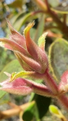 Dichaetanthera