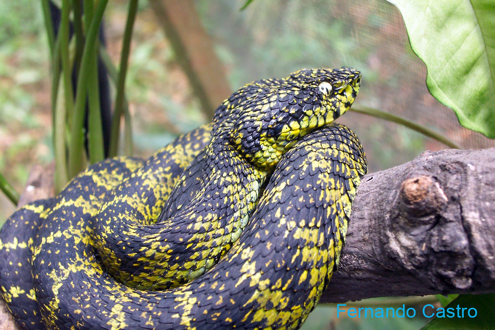 Highland Eyelash-pitviper