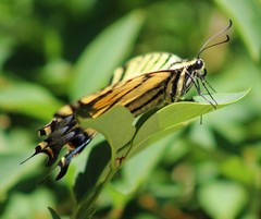 Papilio multicaudata