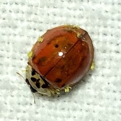 Hesperomyces virescens