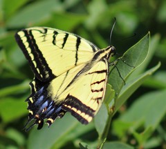 Papilio multicaudata