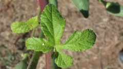 Abelmoschus esculentus