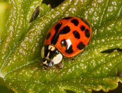 Harmonia axyridis