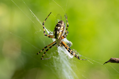 Argiope aurantia image