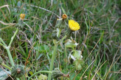 Sonchus kirkii