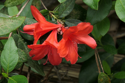 Rhododendron scabrum observed 2024-05-17