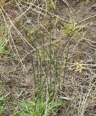 Juncus breweri