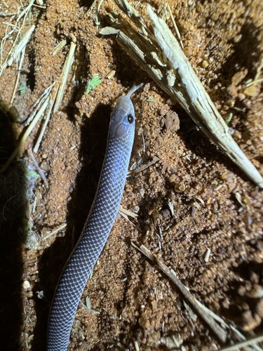 Ruspoli's Shovelsnout Snake