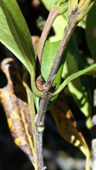 Coptosperma