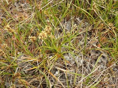 Carex pansa