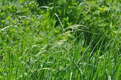 Bromus riparius
