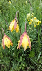 Tulipa sylvestris australis