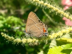 Satyrium favonius