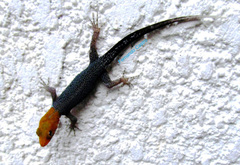 Gonatodes albogularis fuscus