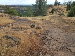 Polygonum bidwelliae