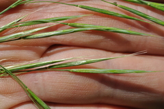 Bromus riparius